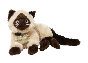 Siam the siamese cat
