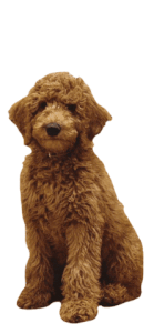 valentine dog