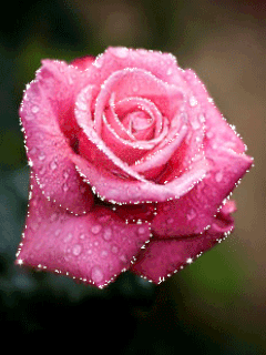 pink rose
