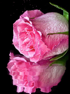 pink rose