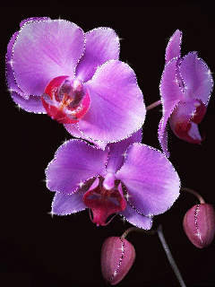 purple orchids