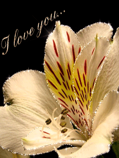 I love you