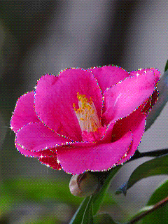 pink flower