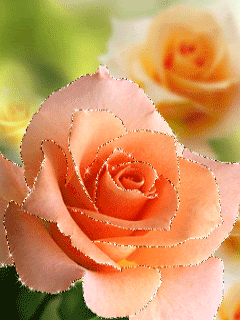 orange roses