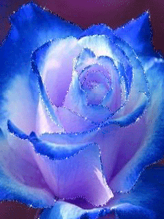 blue rose