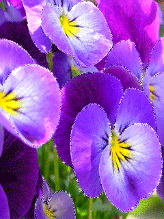 pansies