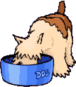 dog eating his food