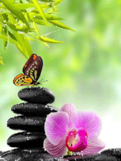 pink orchid