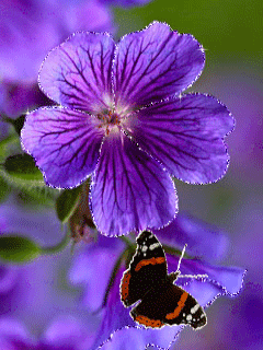 purple flower