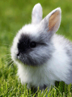 bunny