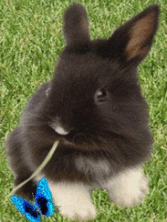 bunny