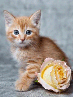 kitty