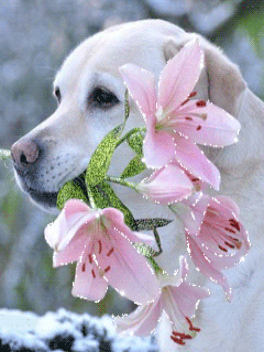 Labrador retriever