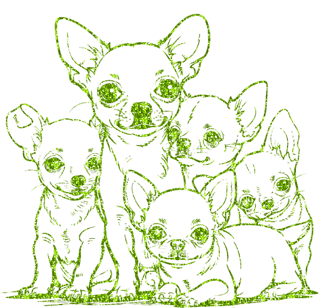 chihuahua family