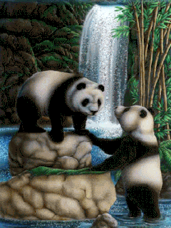 panda bears