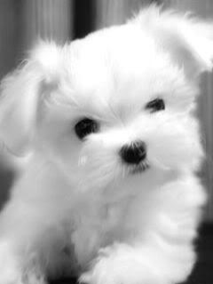 maltese
