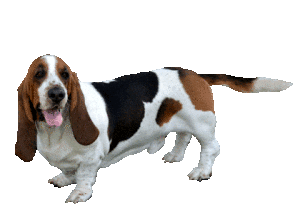 basset hound