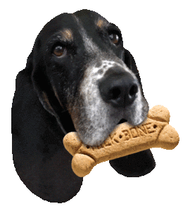 basset hound