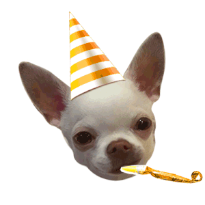 birthday dog