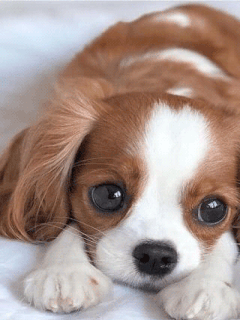 cute puppy
