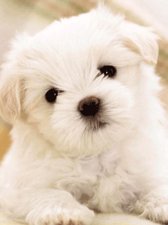 maltese