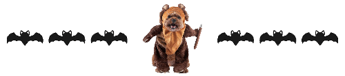 ewok dog