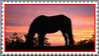 horse grazing