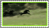 Friesian horses