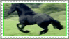 friesian