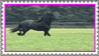 friesian