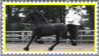 friesian