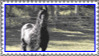 friesian